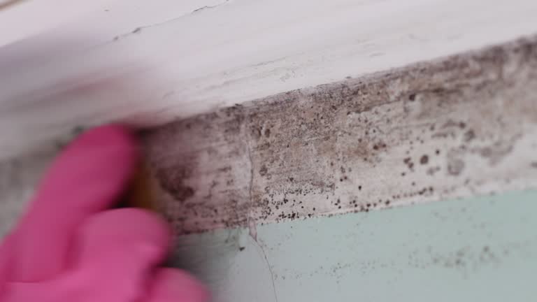 Best Mold Prevention Services  in Sedalia, MO